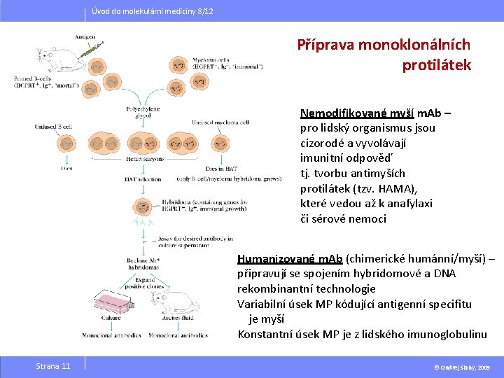 Úvod do molekulární medicíny 8/12 Příprava monoklonálních protilátek Nemodifikované myší m. Ab – pro