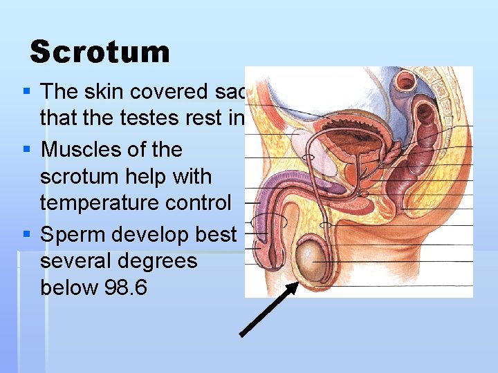 Scrotum § The skin covered sac that the testes rest in § Muscles of