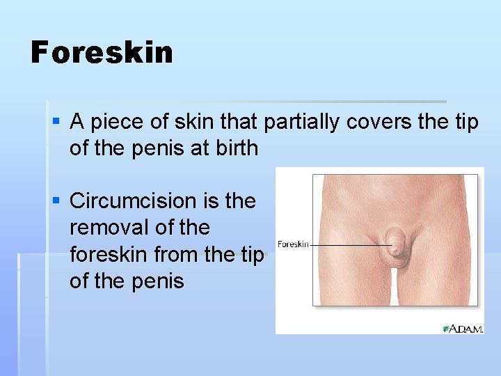 Foreskin § A piece of skin that partially covers the tip of the penis