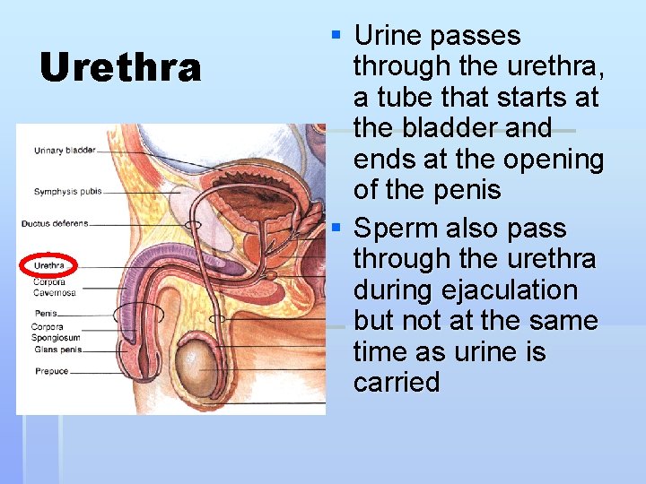 Urethra § Urine passes through the urethra, a tube that starts at the bladder