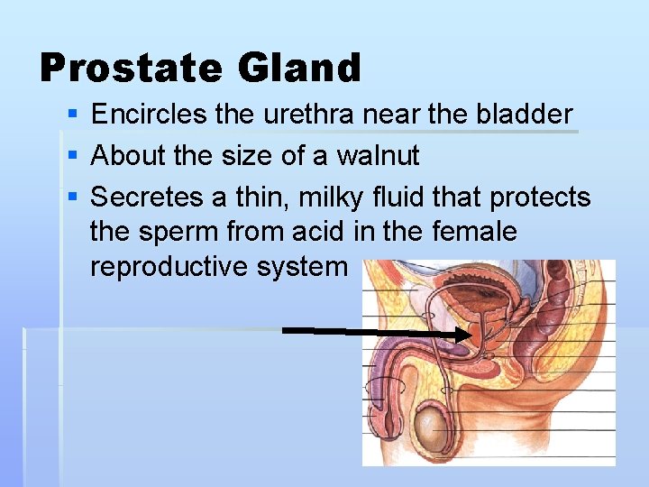 Prostate Gland § § § Encircles the urethra near the bladder About the size