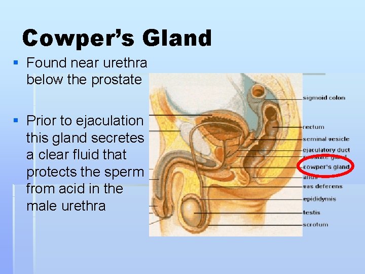 Cowper’s Gland § Found near urethra below the prostate § Prior to ejaculation this