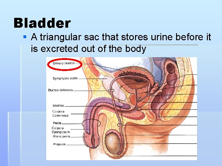 Bladder § A triangular sac that stores urine before it is excreted out of