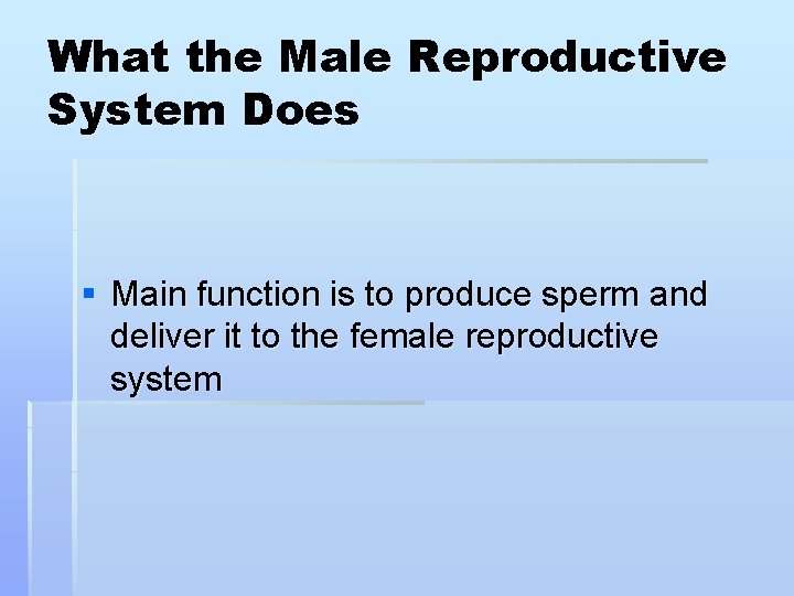 What the Male Reproductive System Does § Main function is to produce sperm and