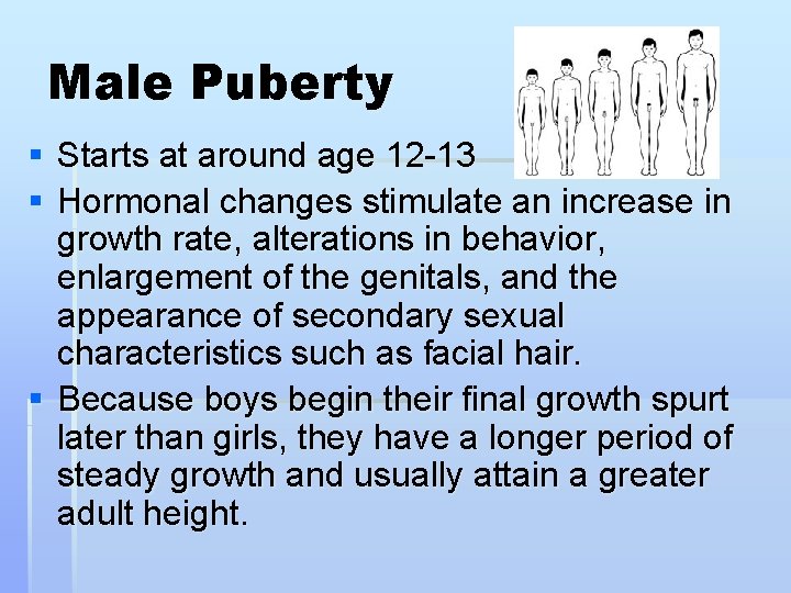 Male Puberty § Starts at around age 12 -13 § Hormonal changes stimulate an