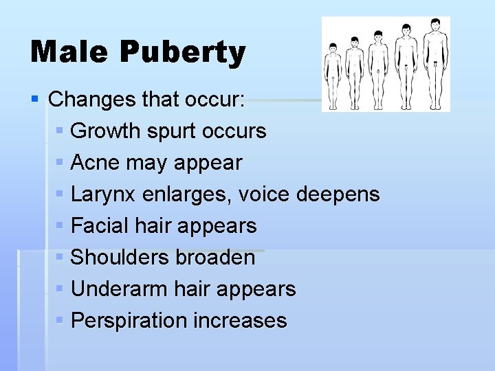 Male Puberty § Changes that occur: § Growth spurt occurs § Acne may appear