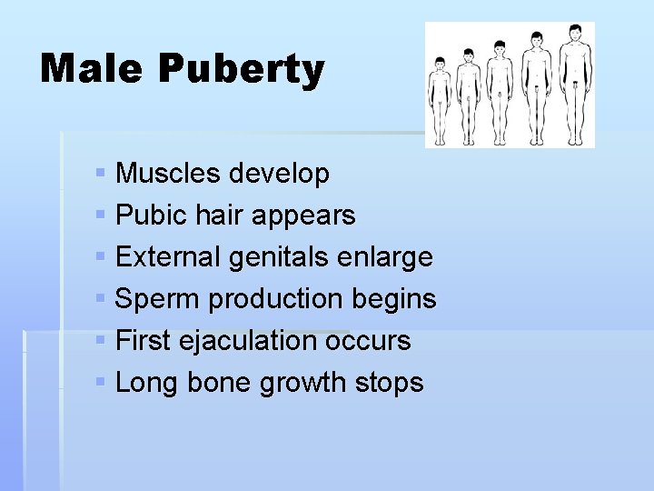 Male Puberty § Muscles develop § Pubic hair appears § External genitals enlarge §