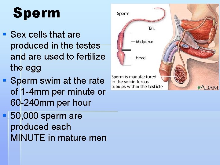 Sperm § Sex cells that are produced in the testes and are used to