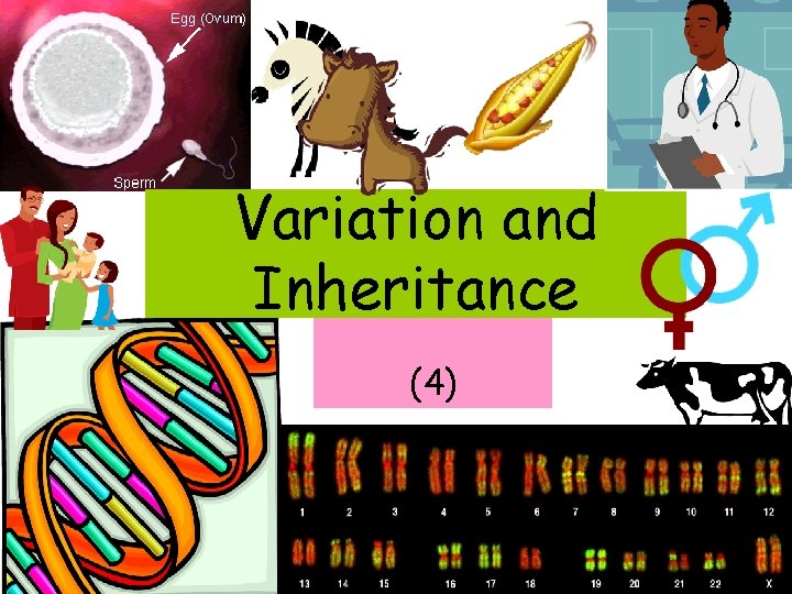 Variation and Inheritance (4) 
