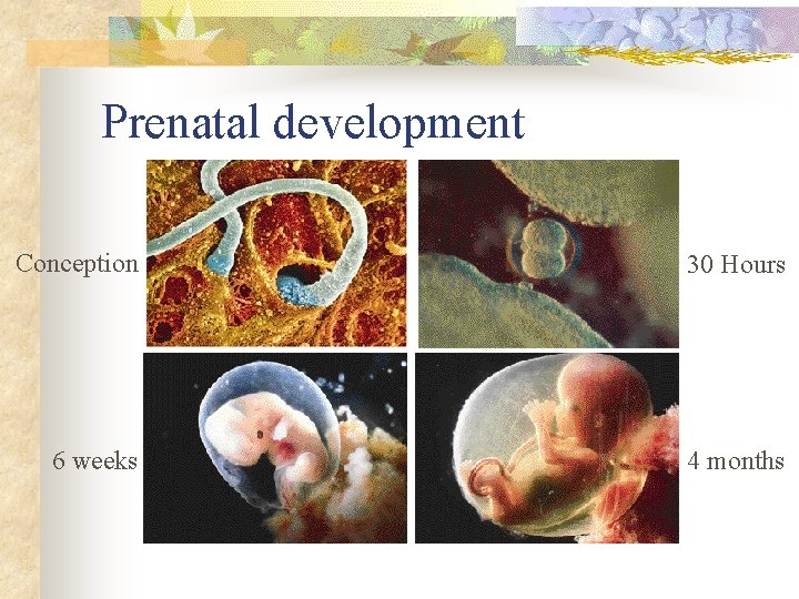 Prenatal development Conception 30 Hours 6 weeks 4 months 