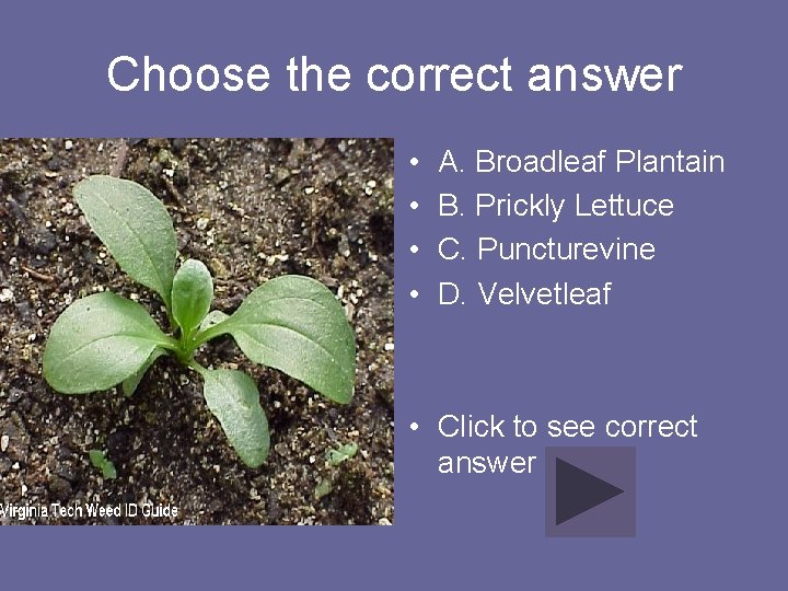 Choose the correct answer • • A. Broadleaf Plantain B. Prickly Lettuce C. Puncturevine