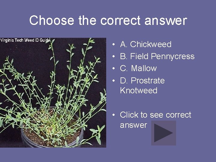 Choose the correct answer • • A. Chickweed B. Field Pennycress C. Mallow D.