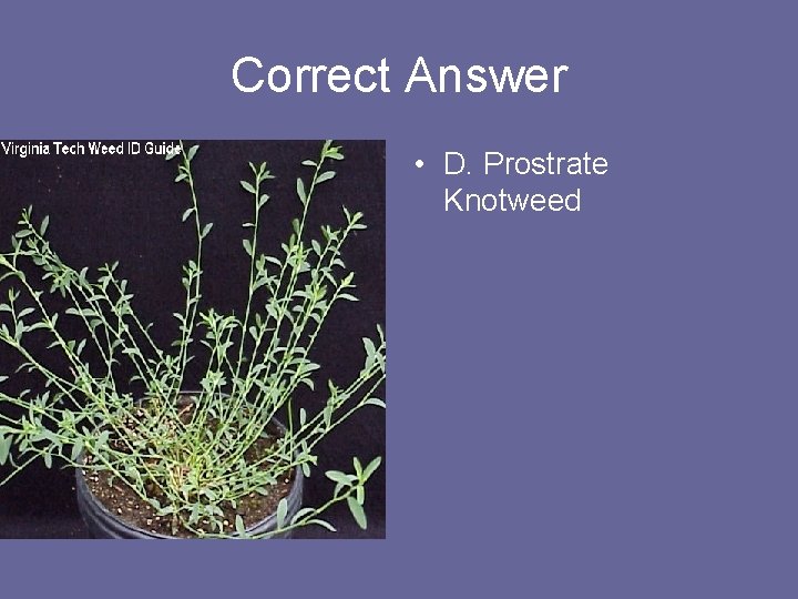 Correct Answer • D. Prostrate Knotweed 