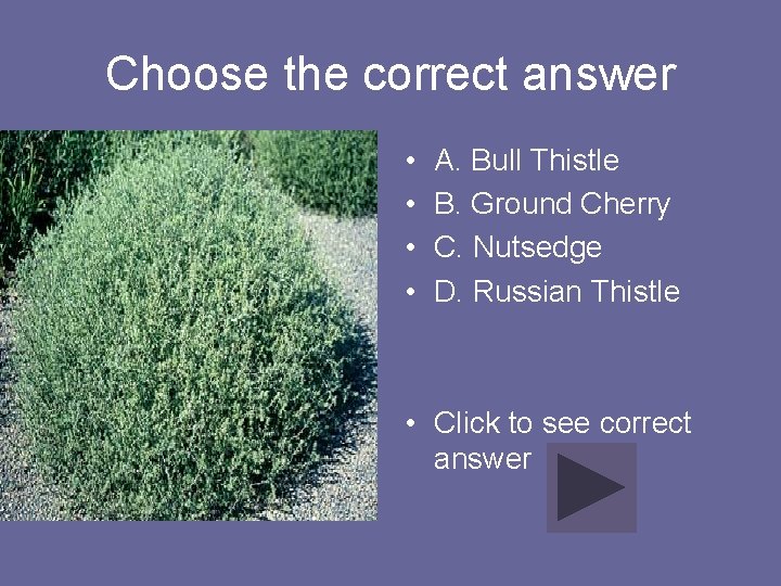 Choose the correct answer • • A. Bull Thistle B. Ground Cherry C. Nutsedge