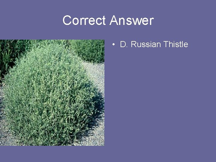 Correct Answer • D. Russian Thistle 