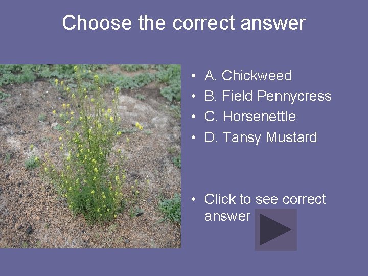 Choose the correct answer • • A. Chickweed B. Field Pennycress C. Horsenettle D.