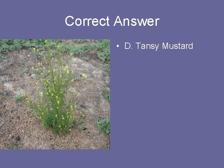 Correct Answer • D. Tansy Mustard 