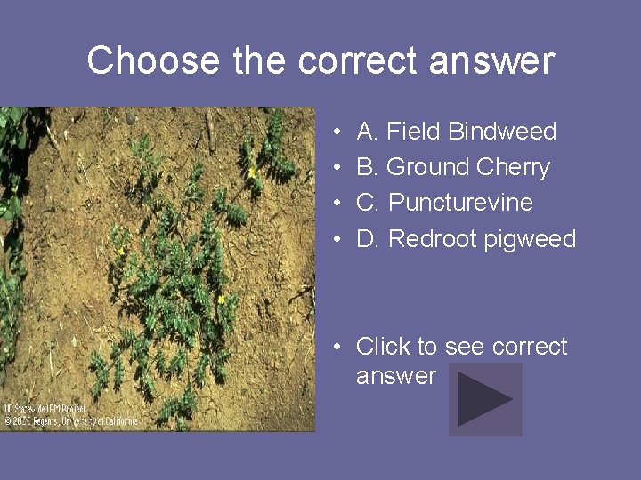 Choose the correct answer • • A. Field Bindweed B. Ground Cherry C. Puncturevine