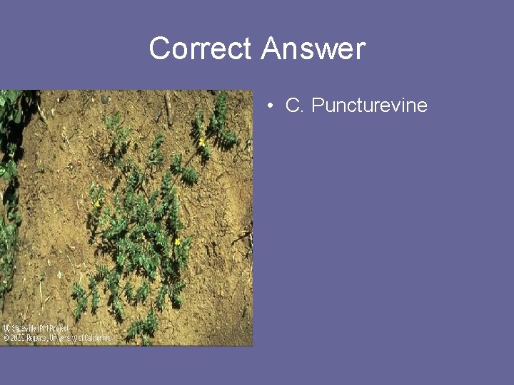 Correct Answer • C. Puncturevine 