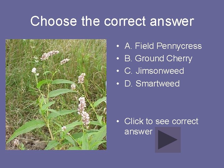 Choose the correct answer • • A. Field Pennycress B. Ground Cherry C. Jimsonweed