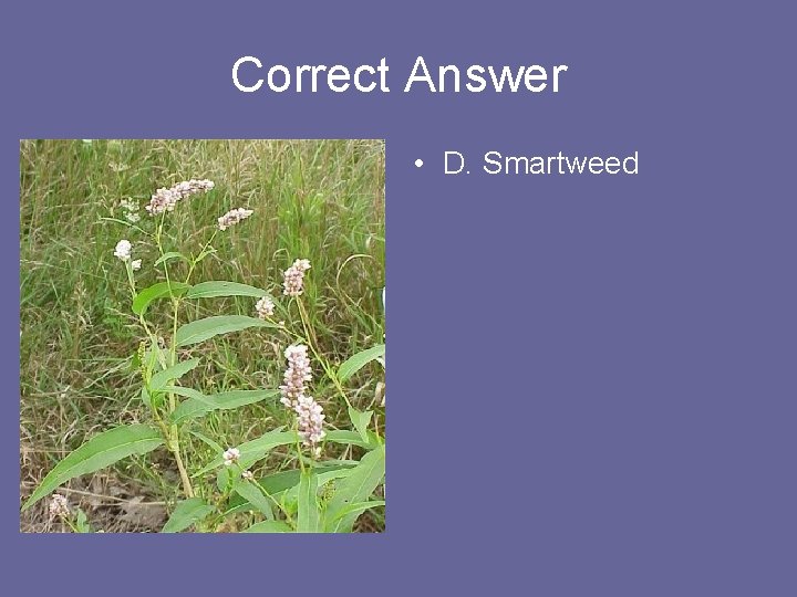 Correct Answer • D. Smartweed 