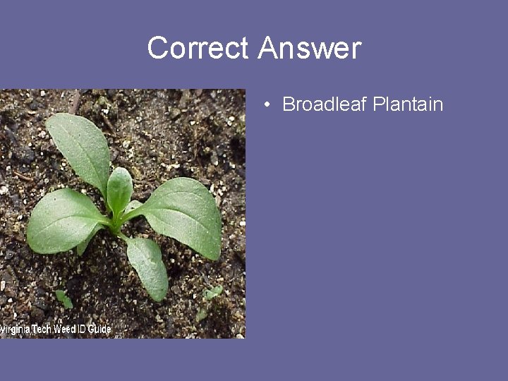 Correct Answer • Broadleaf Plantain 