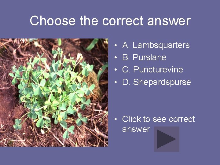 Choose the correct answer • • A. Lambsquarters B. Purslane C. Puncturevine D. Shepardspurse