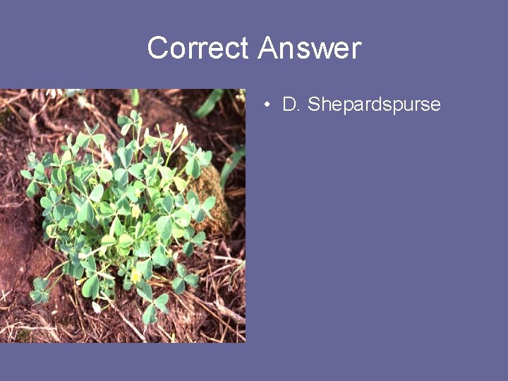 Correct Answer • D. Shepardspurse 