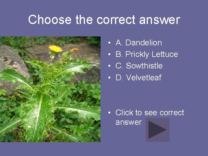 Choose the correct answer • • A. Dandelion B. Prickly Lettuce C. Sowthistle D.