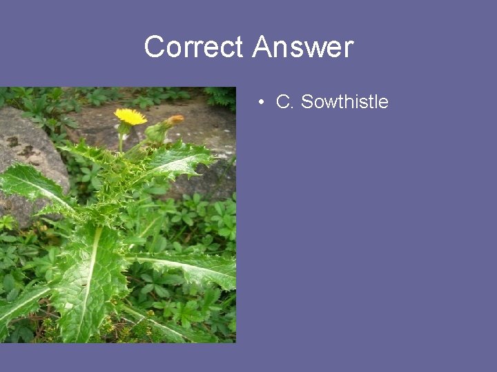 Correct Answer • C. Sowthistle 