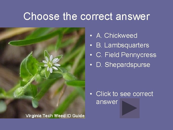 Choose the correct answer • • A. Chickweed B. Lambsquarters C. Field Pennycress D.