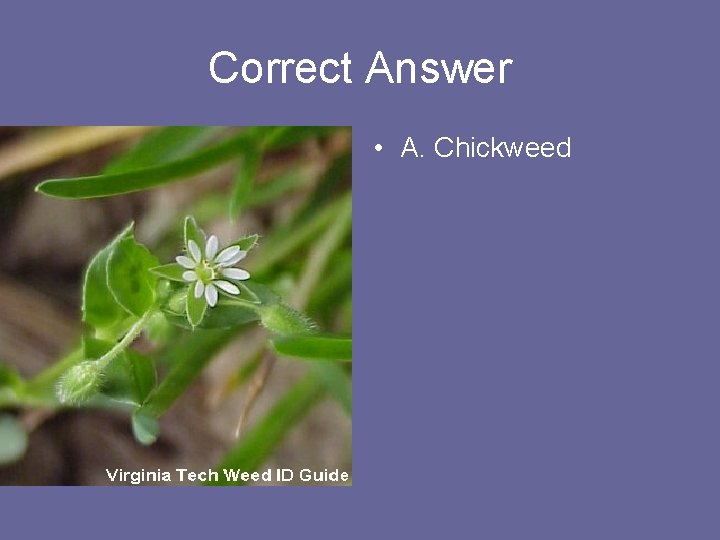 Correct Answer • A. Chickweed 
