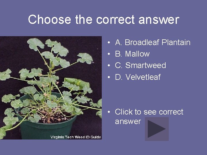 Choose the correct answer • • A. Broadleaf Plantain B. Mallow C. Smartweed D.