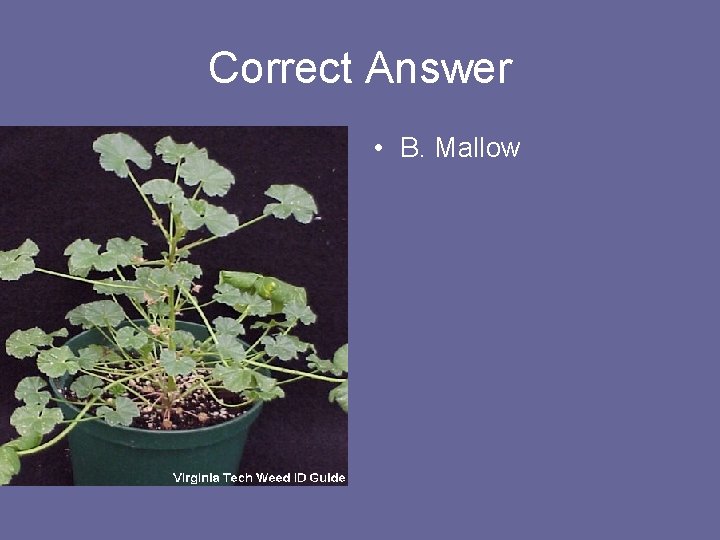 Correct Answer • B. Mallow 