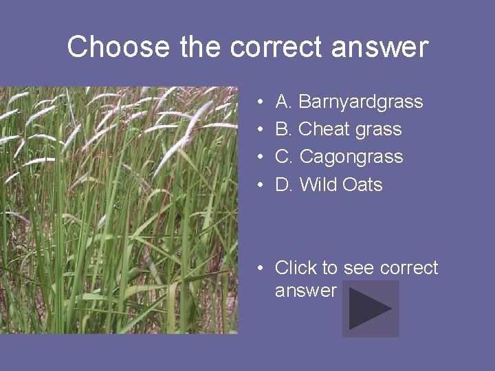 Choose the correct answer • • A. Barnyardgrass B. Cheat grass C. Cagongrass D.