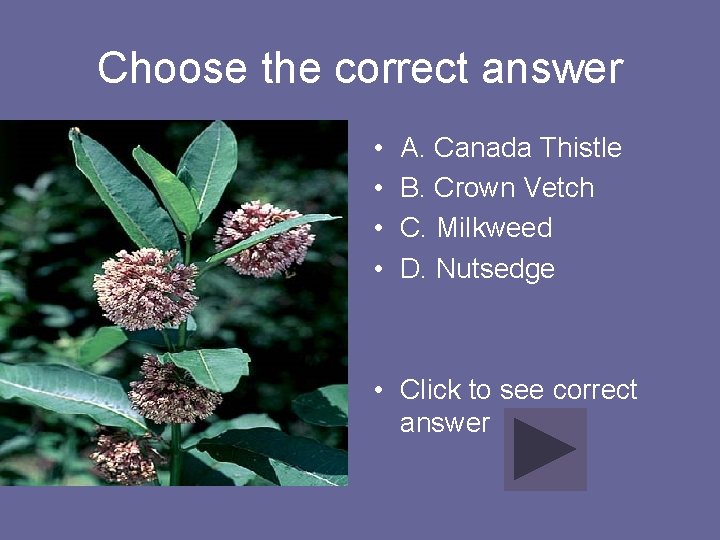 Choose the correct answer • • A. Canada Thistle B. Crown Vetch C. Milkweed