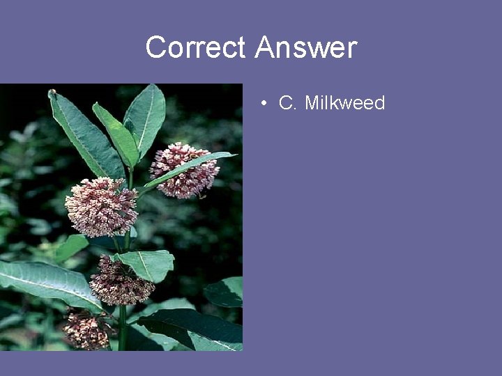 Correct Answer • C. Milkweed 