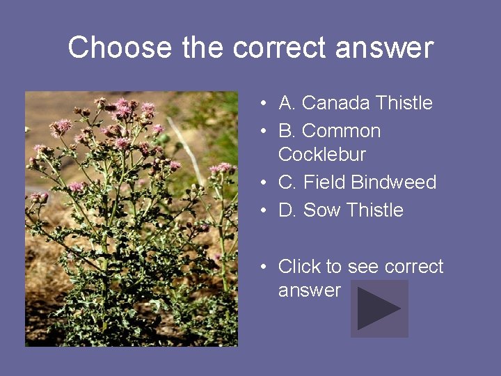 Choose the correct answer • A. Canada Thistle • B. Common Cocklebur • C.