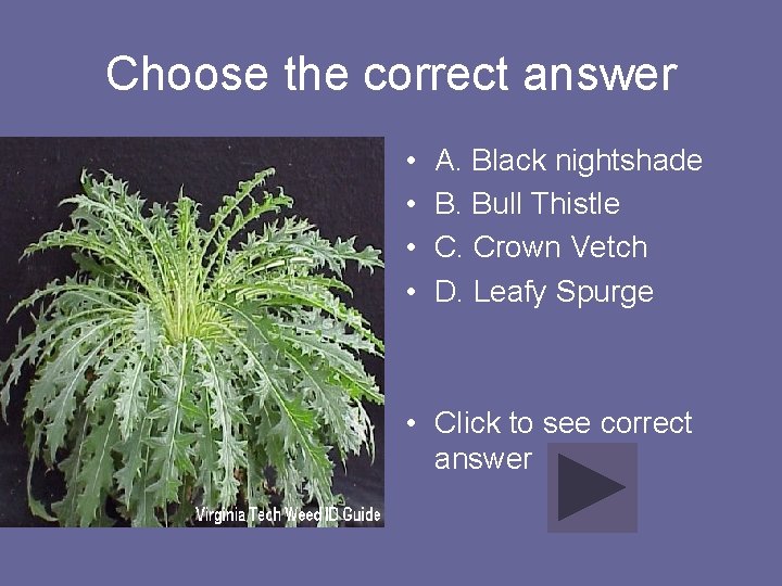 Choose the correct answer • • A. Black nightshade B. Bull Thistle C. Crown