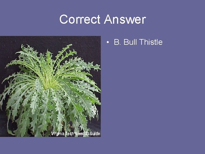 Correct Answer • B. Bull Thistle 