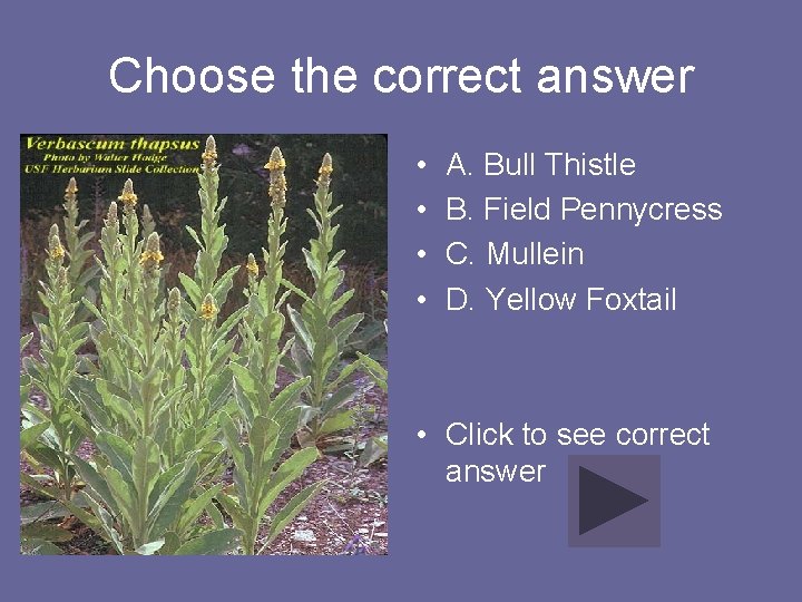 Choose the correct answer • • A. Bull Thistle B. Field Pennycress C. Mullein