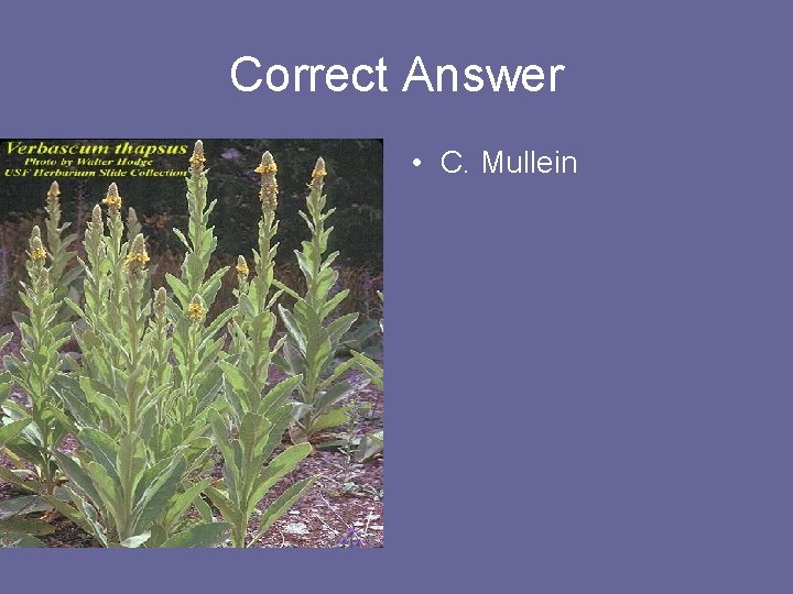 Correct Answer • C. Mullein 