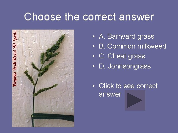 Choose the correct answer • • A. Barnyard grass B. Common milkweed C. Cheat