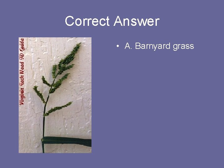 Correct Answer • A. Barnyard grass 