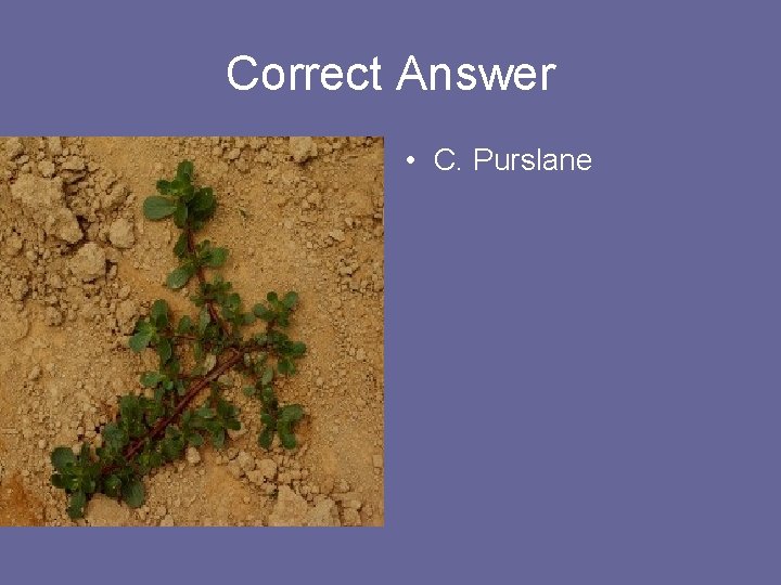 Correct Answer • C. Purslane 