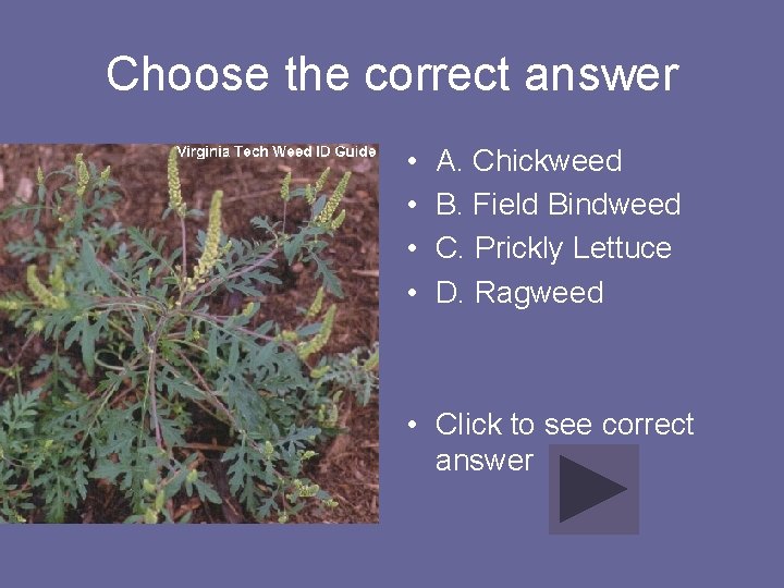 Choose the correct answer • • A. Chickweed B. Field Bindweed C. Prickly Lettuce