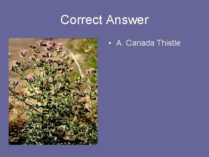 Correct Answer • A. Canada Thistle 