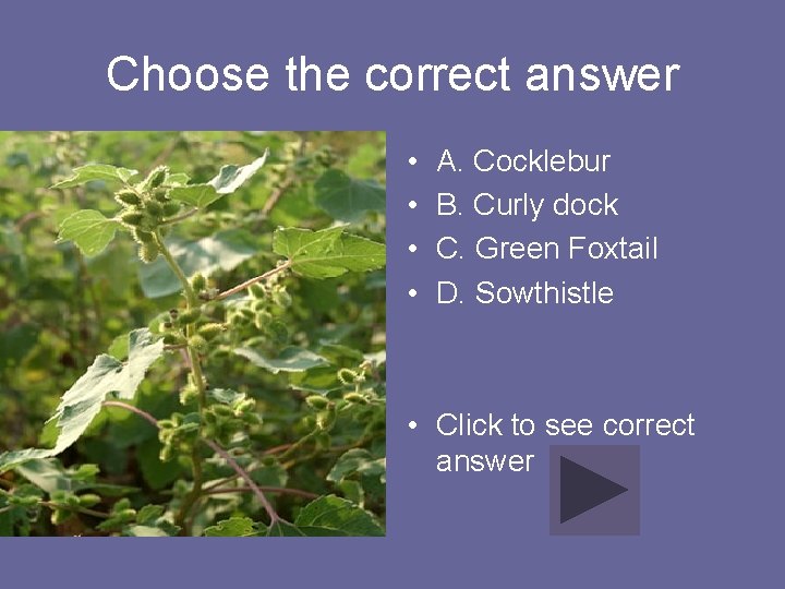 Choose the correct answer • • A. Cocklebur B. Curly dock C. Green Foxtail