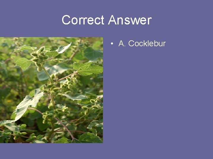 Correct Answer • A. Cocklebur 