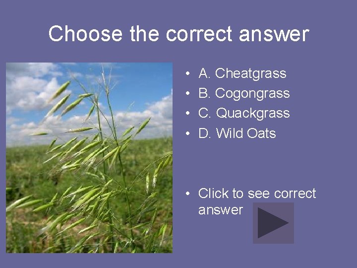 Choose the correct answer • • A. Cheatgrass B. Cogongrass C. Quackgrass D. Wild